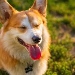 Dog Poop Pickup in Shelby, Michigan