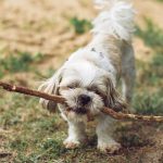 Dog Poop Pickup in Shelby, Michigan